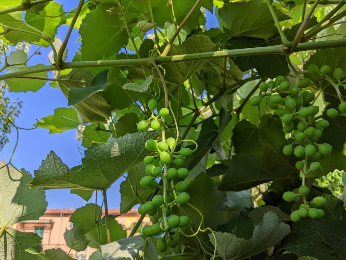 B&B Casa Marconi Pisa Dış mekan fotoğraf